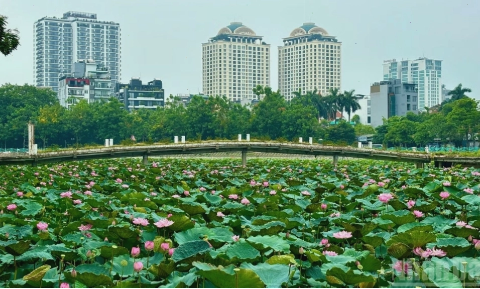 Hồ Tây mùa sen đẹp nhất năm