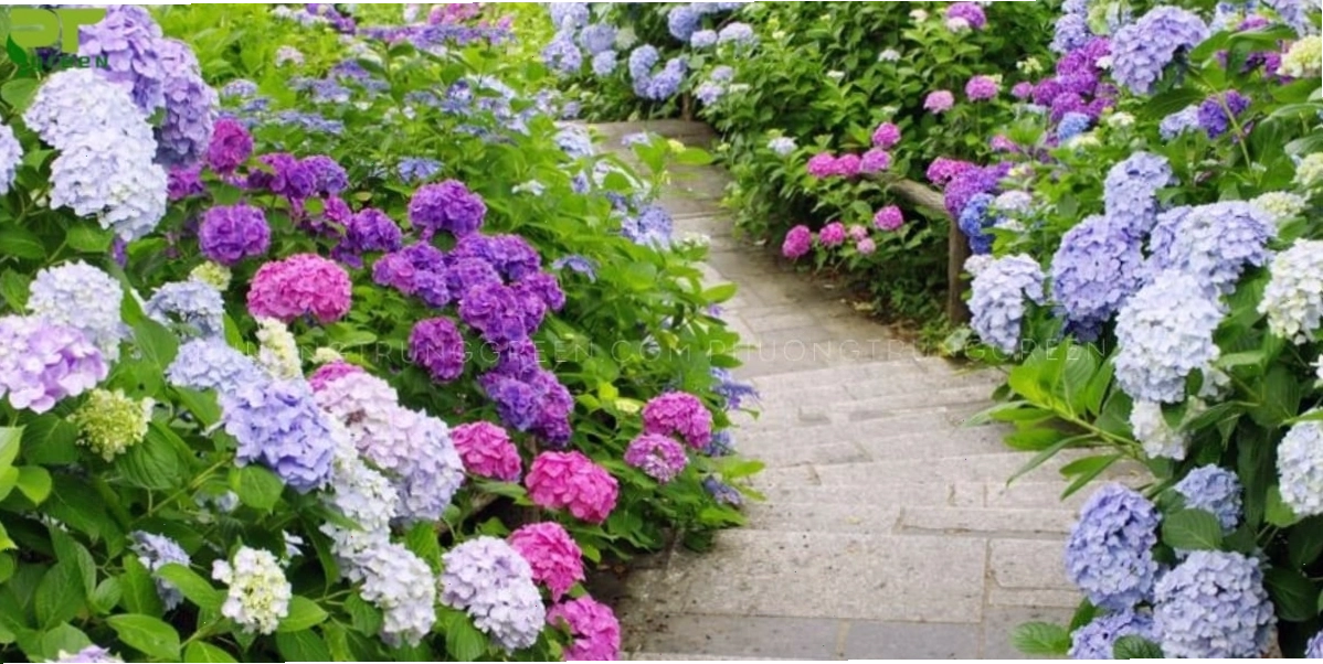 Hoa cẩm tú cầu đẹp với tông màu tím lãng mạn