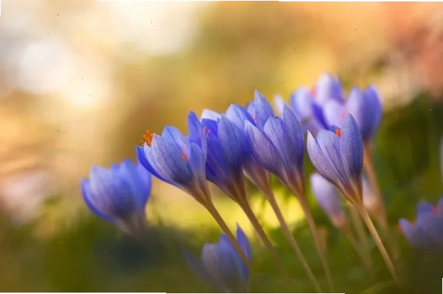 Hoa crocus tím nở rộ tạo nên hình nền sống động
