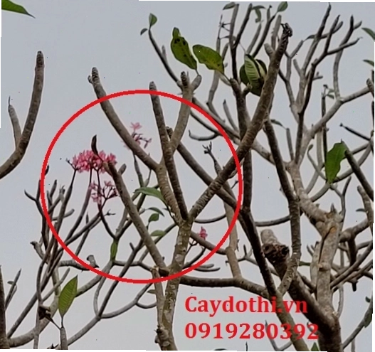 Hoa đại đỏ nhung rực rỡ khoe sắc dưới ánh nắng