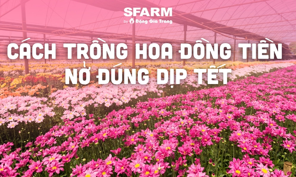 Hoa Đồng Tiền Nở Bao Lâu Thì Tàn? Bí Quyết Chăm Sóc Bền Đẹp