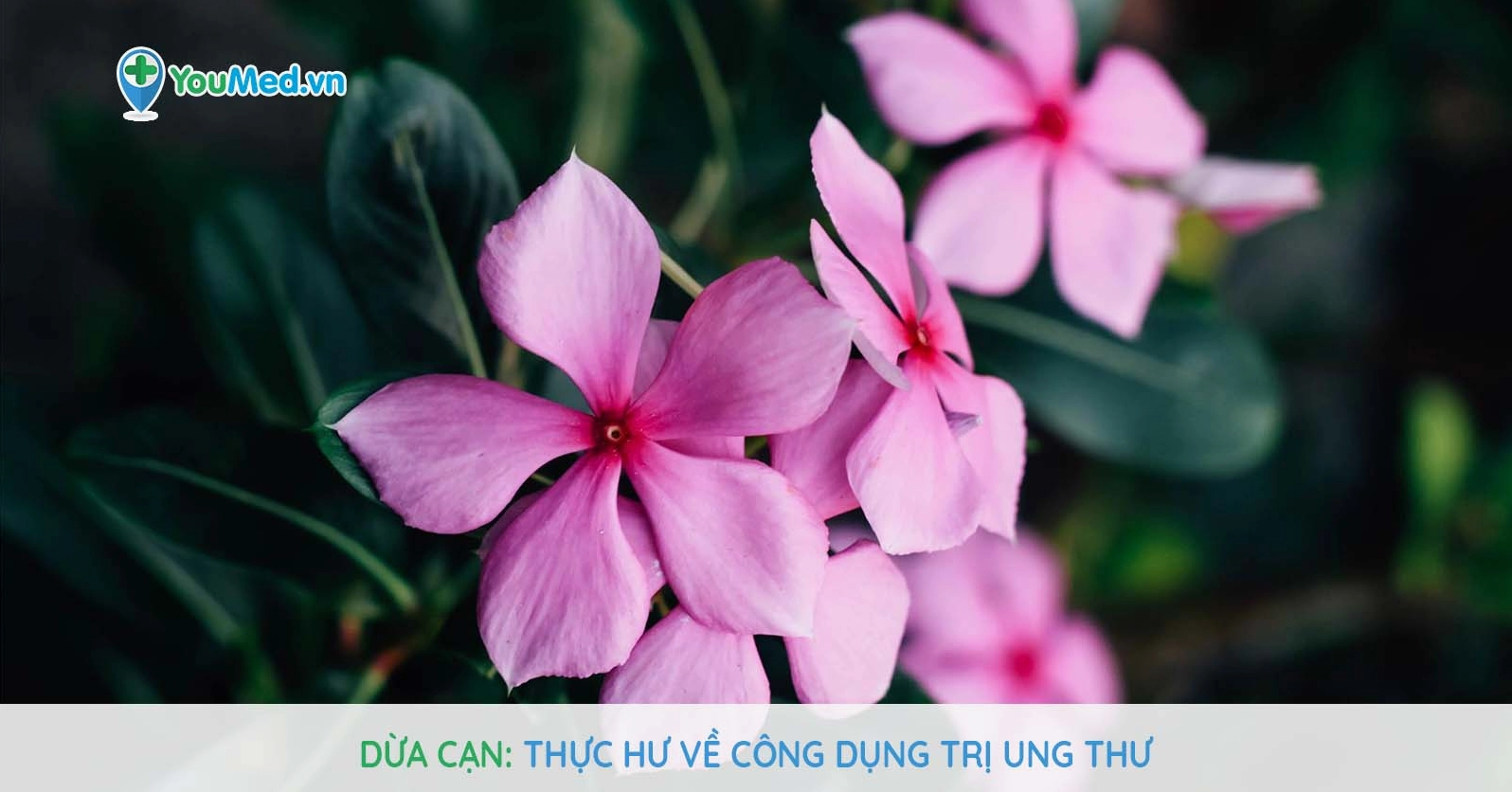 Hoa hải đằng: Ý nghĩa, đặc điểm và ứng dụng trong y học cổ truyền
