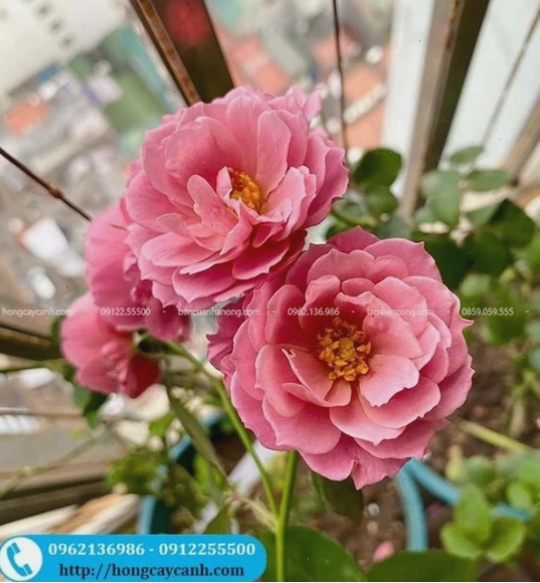 Hoa hồng đỏ Aoi với màu sắc tươi tắn