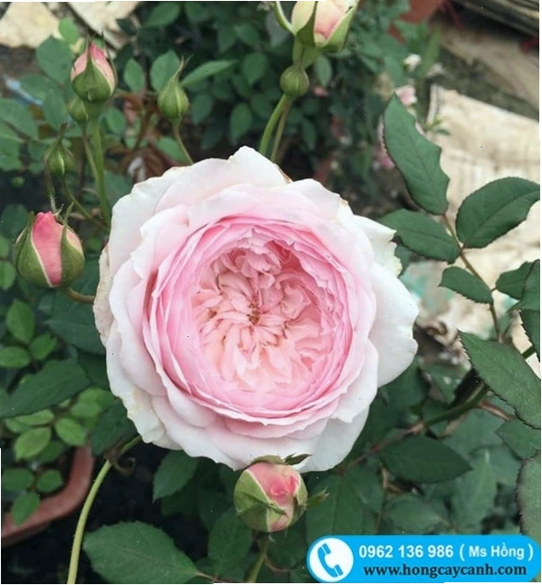 Hoa hồng Misaki Nhật Bản đỏ thắm