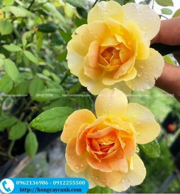 Hoa hồng Molineux đỏ cam rực rỡ