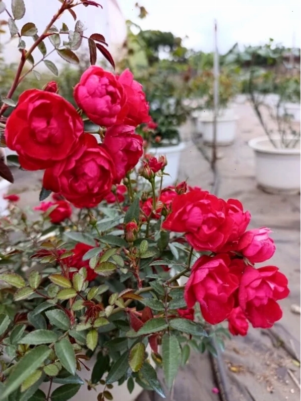 Hoa hồng Red Koster với sắc đỏ nhung quyến rũ