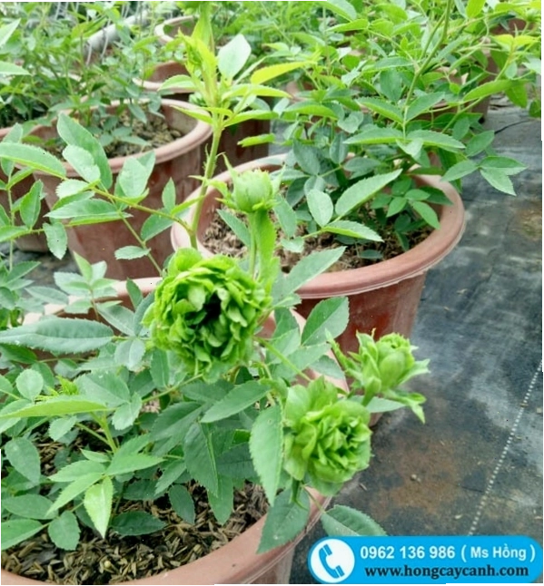 Hoa hồng xanh Jane Green độc đáo