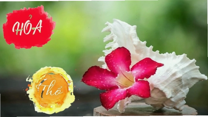 Hoa hợp với người mệnh Hỏa và mệnh Thổ