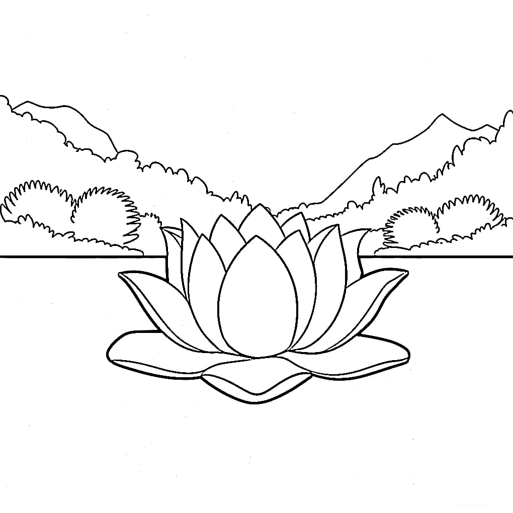 Hoa sen lớn nhiều cánh rất đẹp