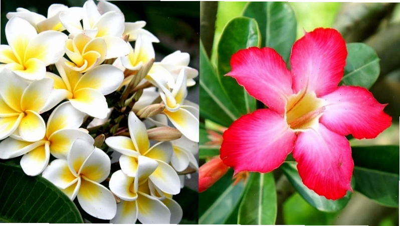 Hoa sứ có hai màu chủ yếu là trắng và hồng đỏ, trong đó có sắc đỏ rực rỡ