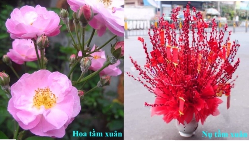 Hoa tầm xuân mang vẻ đẹp dịu dàng và ý nghĩa sâu sắc