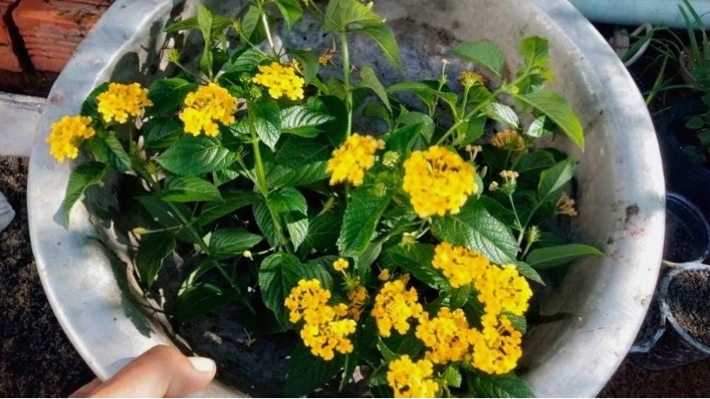 Hoa trâm ổi màu vàng tươi sáng