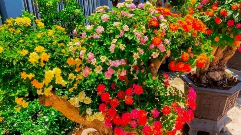 Hoa trâm ổi nở rộ với nhiều gam màu ấn tượng