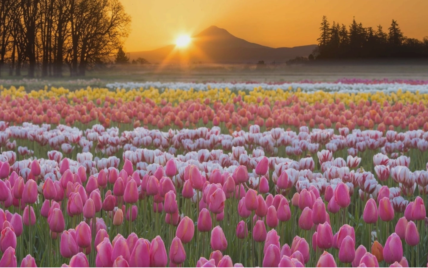 Hoa tulip xanh, biểu tượng của tình yêu và sự may mắn