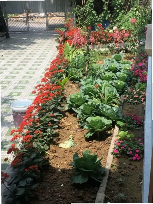Hướng dẫn cách trồng cây bỏng ta tại nhà