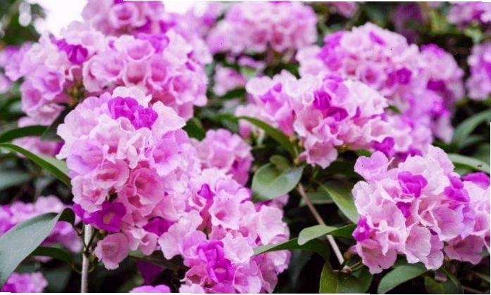 Hương hoa lan tỏi giúp xua đuổi côn trùng
