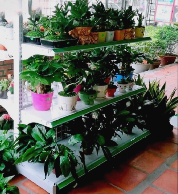 Kệ siêu thị lưng lưới bày hoa tươi