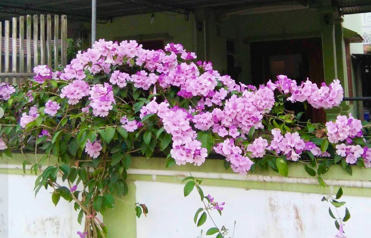 Khám phá Cây Lan Tỏi: Loài hoa leo độc đáo với khả năng đuổi côn trùng