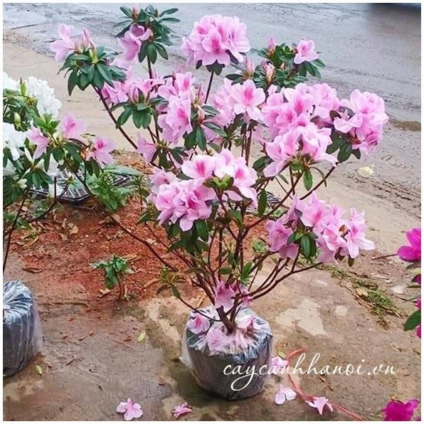 Khám phá Hoa đỗ quyên thân gỗ vẻ đẹp lay động và cách chăm sóc