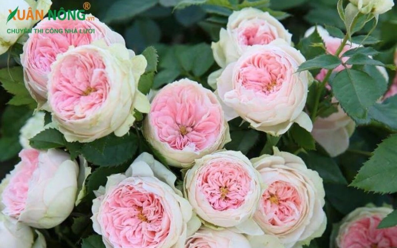 Khám Phá Hoa Hồng Trứng Đỏ: Vẻ Đẹp Độc Đáo và Ý Nghĩa Sâu Sắc