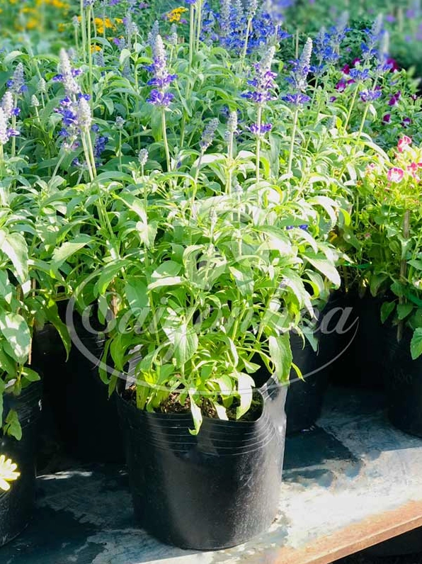 Khám phá hoa nữ hoàng xanh: Đặc điểm, ý nghĩa và cách chăm sóc