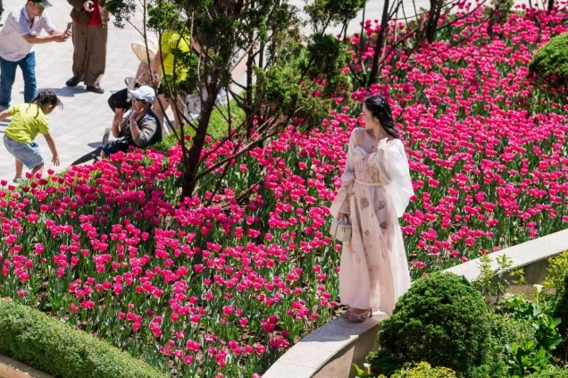 Khám Phá Lễ Hội Hoa Tulip 2026: Hành Trình Đến Vương Quốc Của Sắc Màu