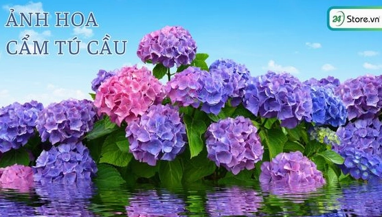 Khám phá vẻ đẹp rực rỡ của hoa cẩm tú cầu qua những hình ảnh đẹp nhất