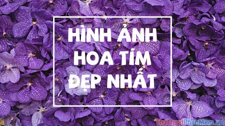 Khám phá vẻ đẹp tinh tế với hình nền hoa màu tím