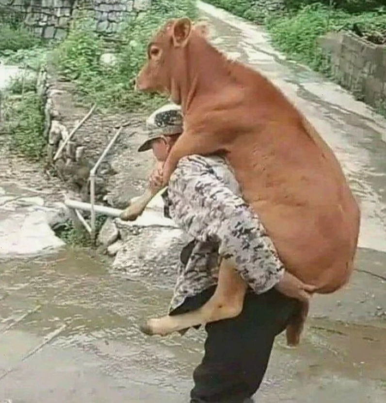 Khoảnh khắc hài hước của meme bò