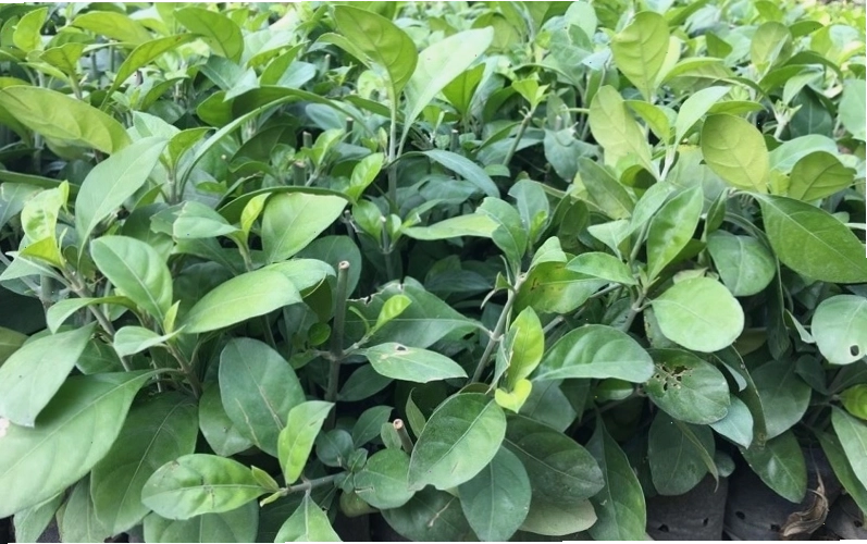 Kỹ thuật trồng cây Mắc Ó đúng cách