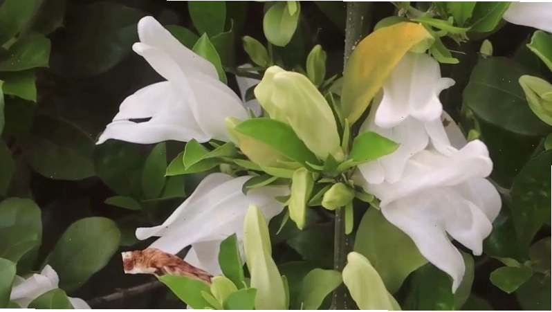Lá cây Mắc Ó xanh tươi tượng trưng cho sức sống