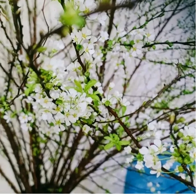 Lặt lá tuyết mai để thúc hoa