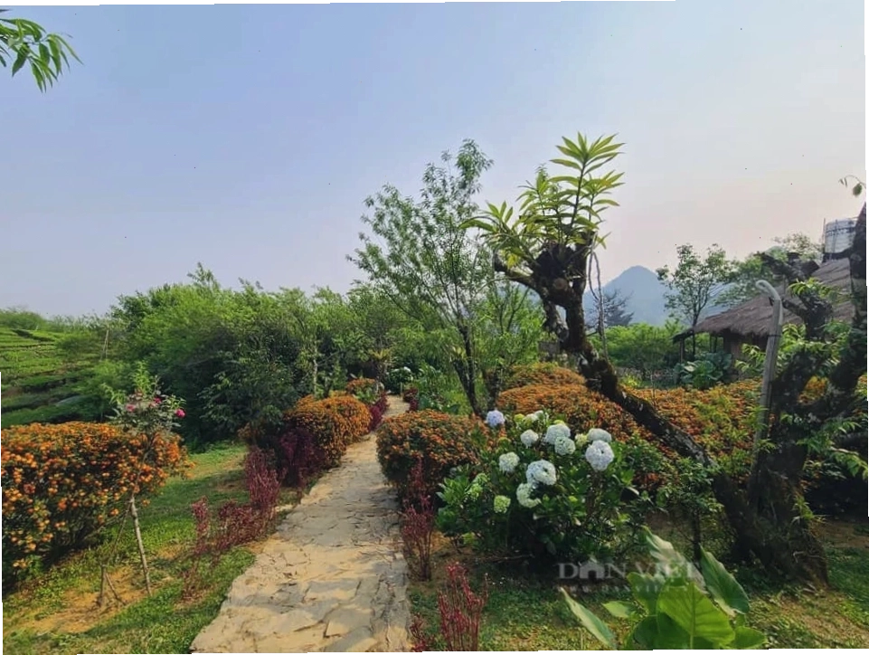 Lối vào homestay A Páo rực rỡ sắc hoa