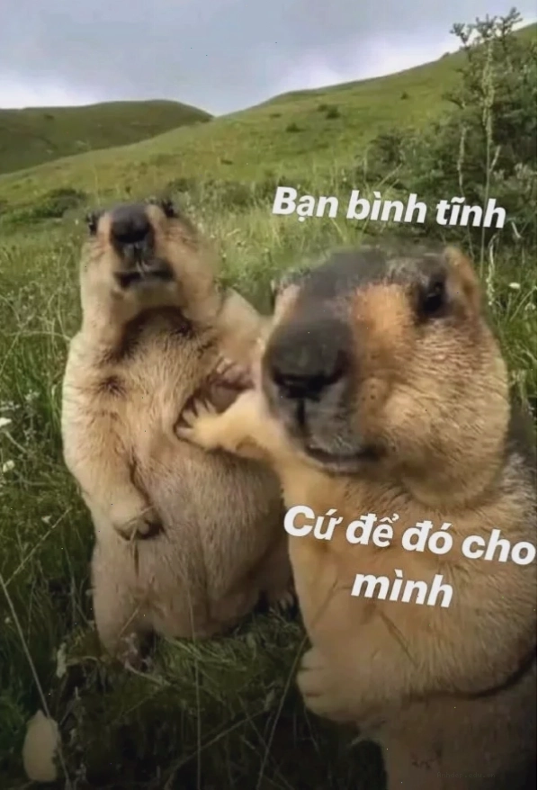 meme bình tĩnh (12)