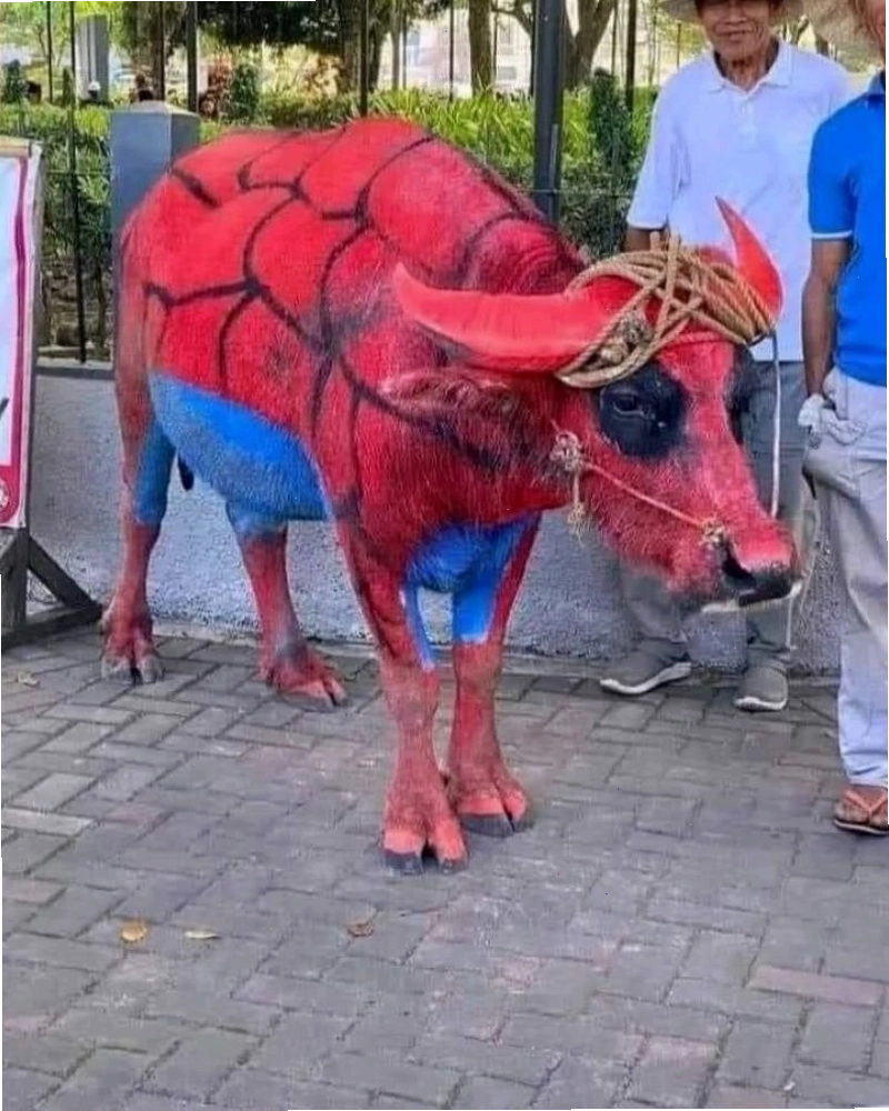 Meme bò dắt mũi vui nhộn