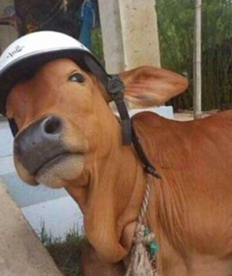 Meme bò với vẻ mặt đơ đầy biểu cảm