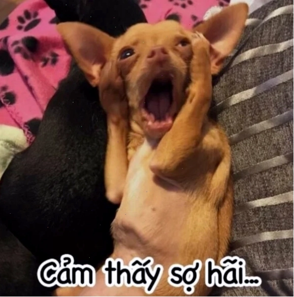 Meme chú chó ôm đầu thể hiện sự suy tư