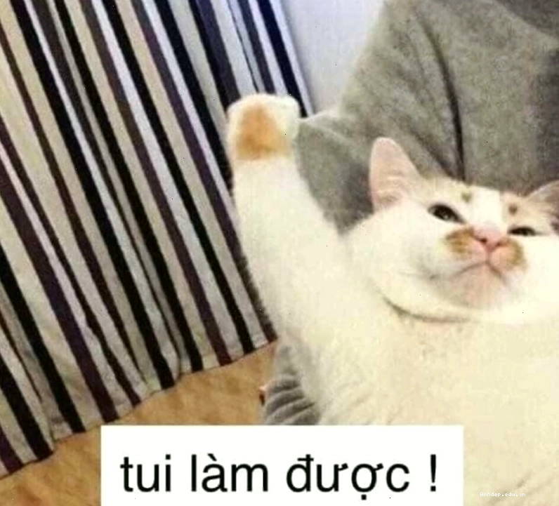 Meme cố lên ngộ nghĩnh