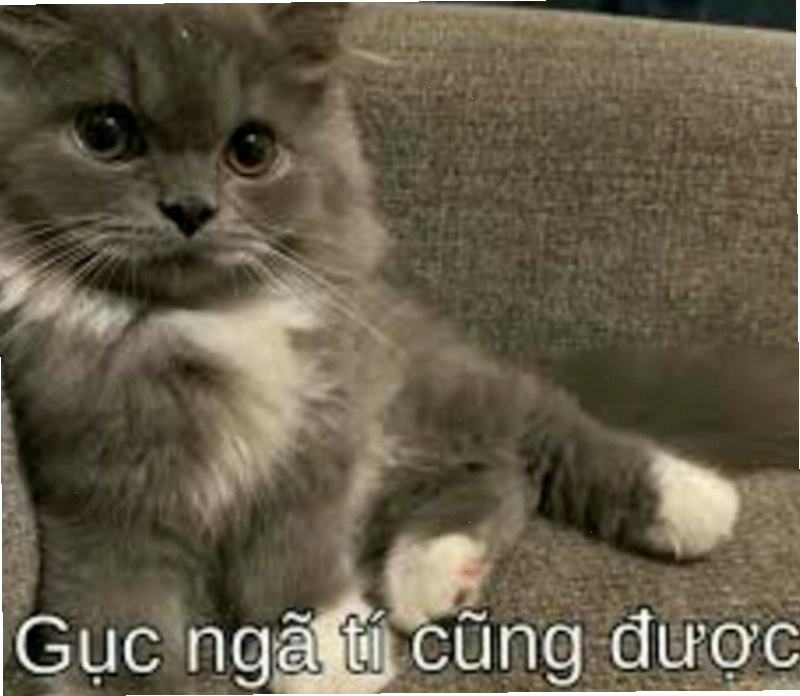 Meme cố lên với chú mèo