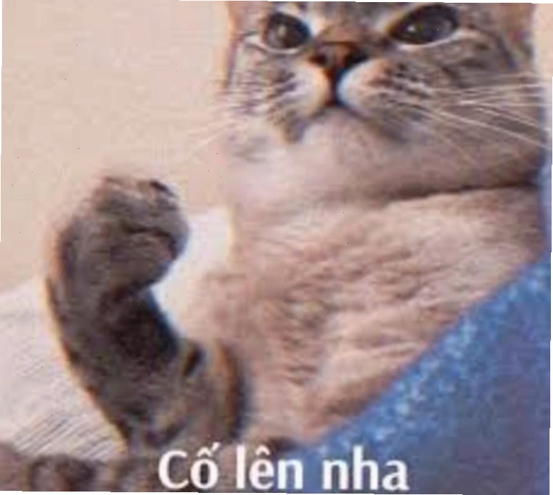 Meme cố lên với hình ảnh chú mèo dễ thương