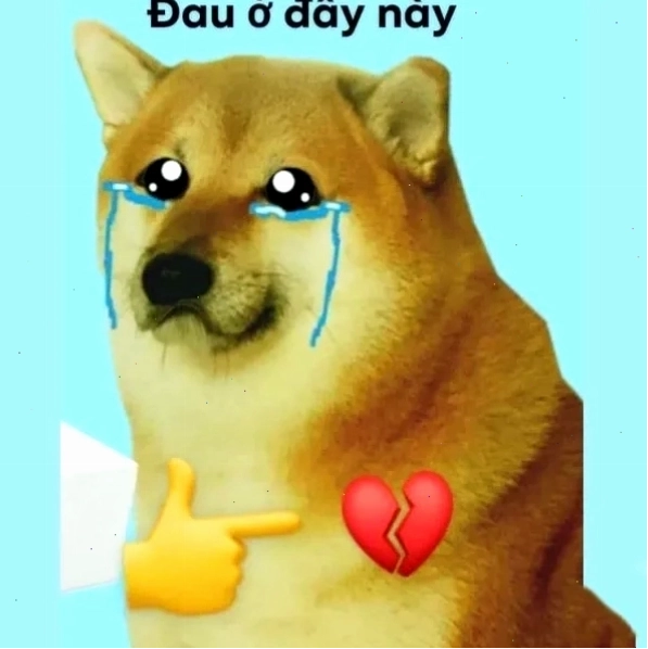 Meme đau tim chó siba với biểu cảm cực đáng yêu