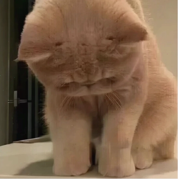 Meme dỗi với nhiều trạng thái cảm xúc