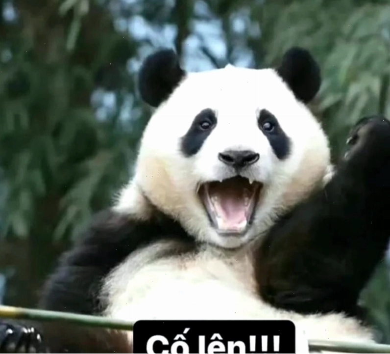 Meme gấu trúc động viên