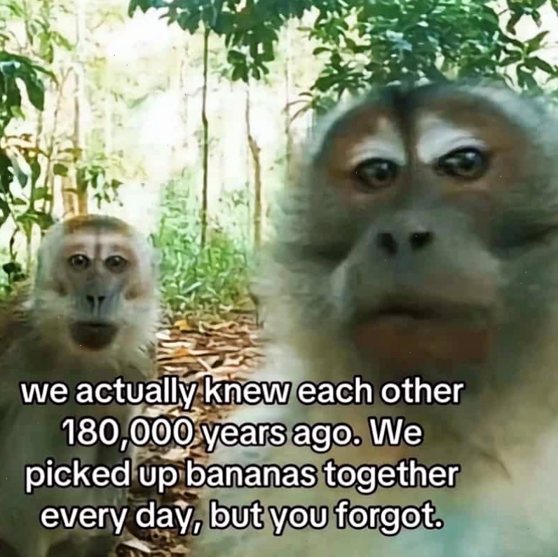 Meme khỉ với ánh mắt dò xét