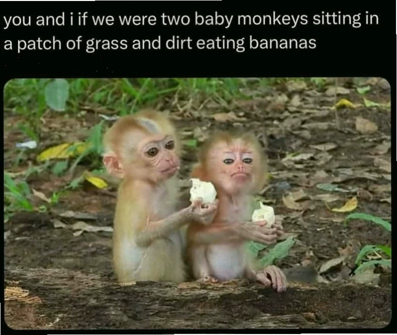 Meme khỉ với điệu bộ ngộ nghĩnh