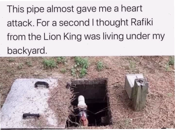 Meme khỉ với vẻ mặt ngơ ngác