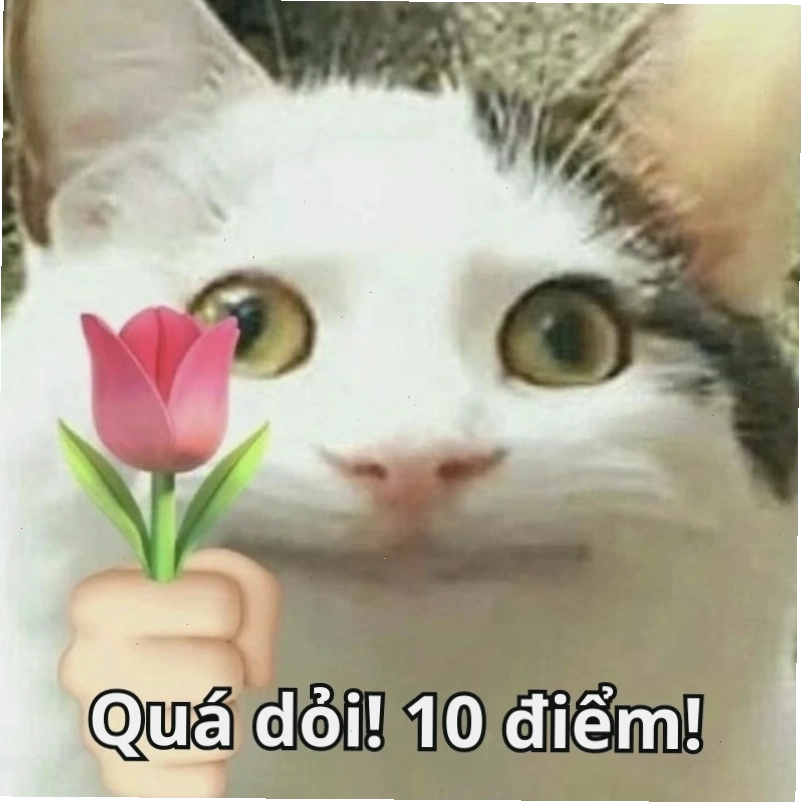 Meme mèo 10 điểm thể hiện sự dễ thương