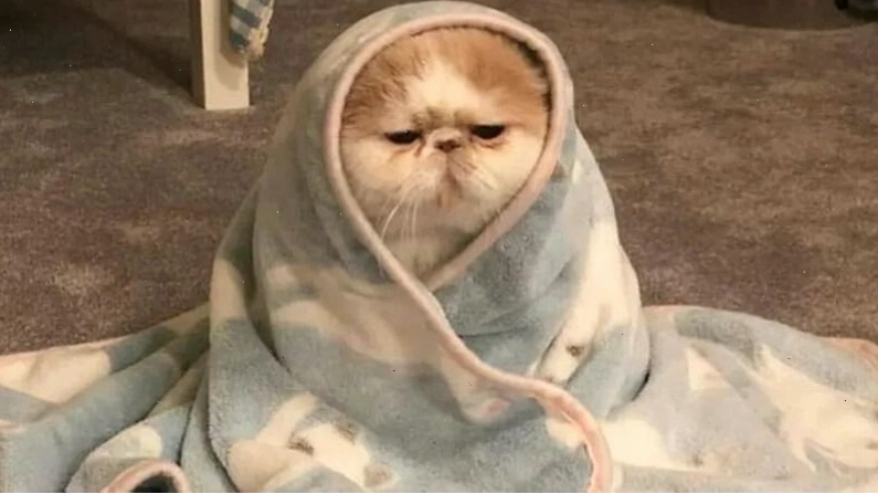 Meme mèo cười ám chỉ sự lém lỉnh