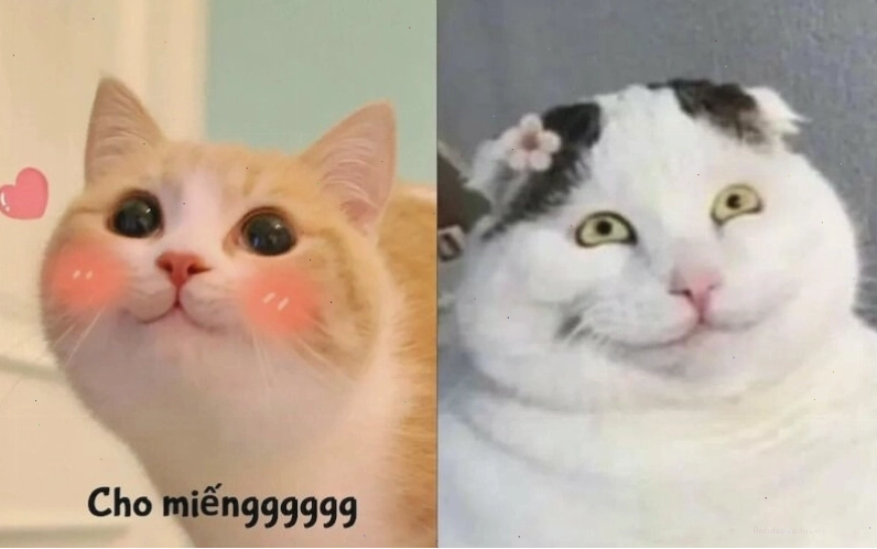Meme mèo cười mỉm, vẻ ngây thơ