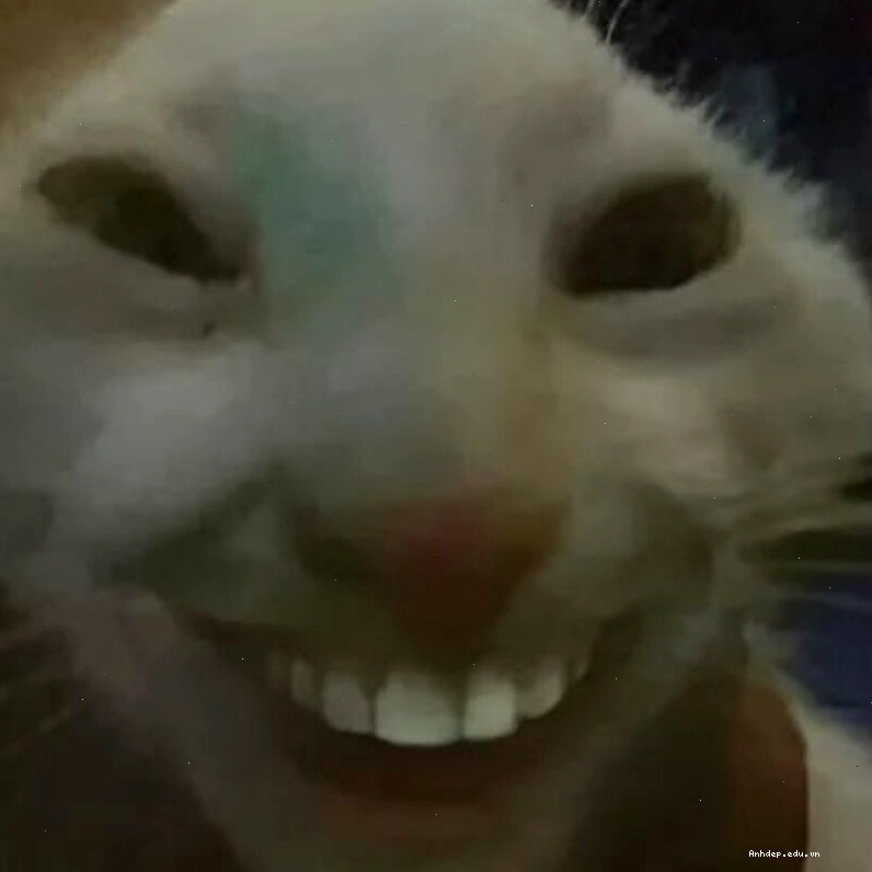 Meme mèo cười nhe răng đầy tinh nghịch